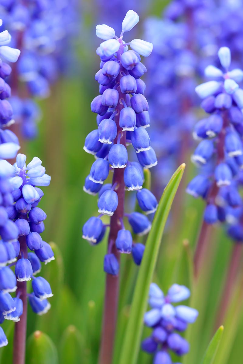 "Grape Hyacinth" on Essential Sock - Bulbs & Blossoms